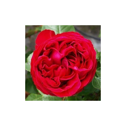 Rose Rød Willestrup - Slyngrose