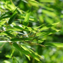 Kæmpe bambus - Phyllostachys aureosulcata Aureocaulis