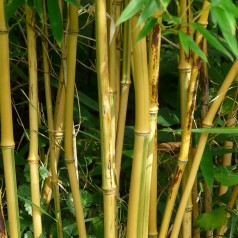 Kæmpe bambus - Phyllostachys aureosulcata Aureocaulis