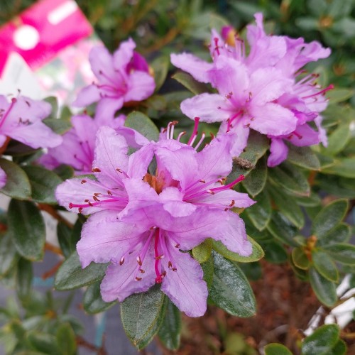 Dværg Rhododendron Moerheim 20-30 cm.