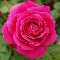 Rose Kolding Renaissance - Renaissancerose