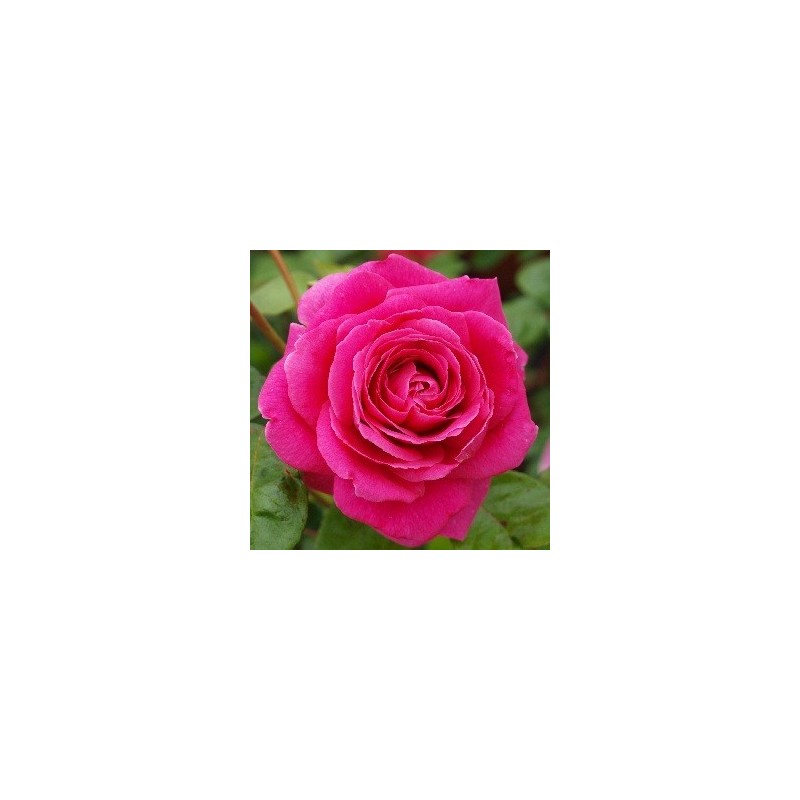 Rose Kolding Renaissance - Renaissancerose