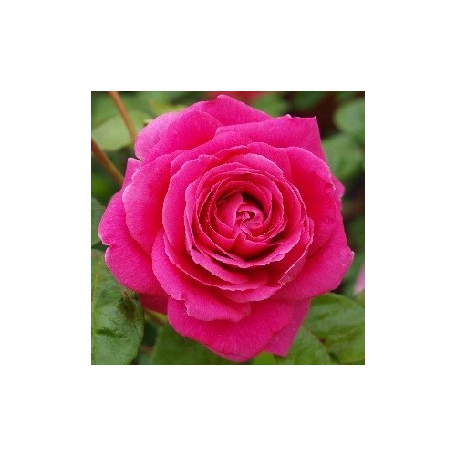 Rose Kolding Renaissance - Renaissancerose