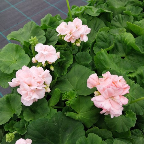 Pelargonie Dronning Ingrid - Pelargonium zonale Dronning Ingrid
