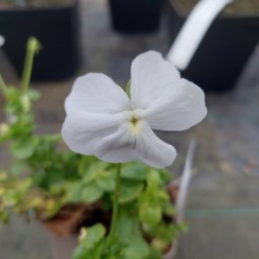 Hornviol Wisley White - Viola cornuta Wisley White