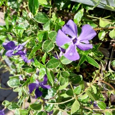 Vintergrøn Hvidrandet - Vinca minor Ralph Shugert