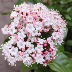 Vintersnebolle Lisa Rose 25-40 cm. - Viburnum tinus Lisarose