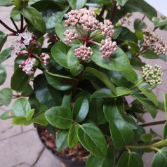 Vintersnebolle Lisa Rose 25-40 cm. - Viburnum tinus Lisarose