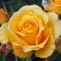 Rose Sophia Renaissance - Renaissancerose