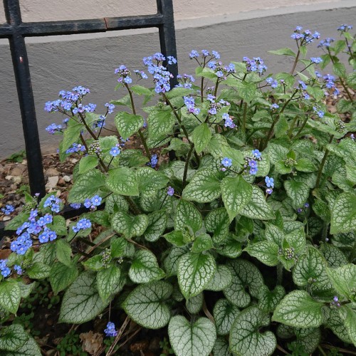 Kærmindesøster Jack Frost - Brunnera macrophylla Jack Frost