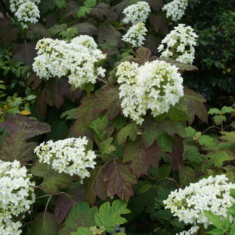 Egebladet Hortensia Snow Queen 30-60 cm. - Hydrangea quercifolia Snow Queen