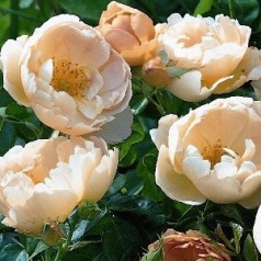 Rose Coniston - Engelsk rose