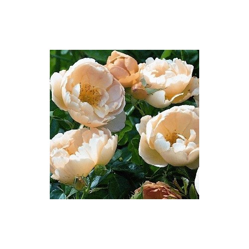 Rose Coniston - Engelsk rose