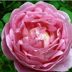 Rose Constance Spry - Engelsk slyngrose