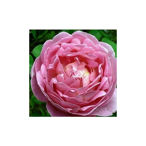 Rose Constance Spry - Engelsk slyngrose