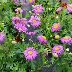 Dukkekrave - Blå Marguerit...