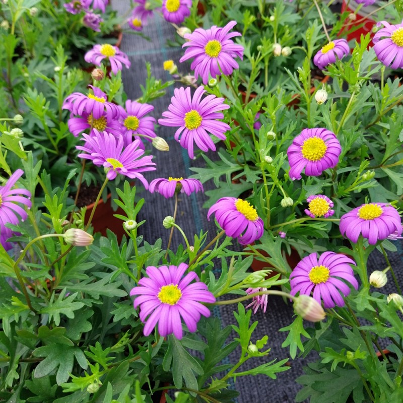 Dukkekrave - Blå Marguerit - Brachyscome