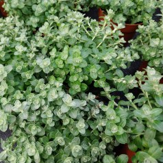 Helichrysum microphyllum