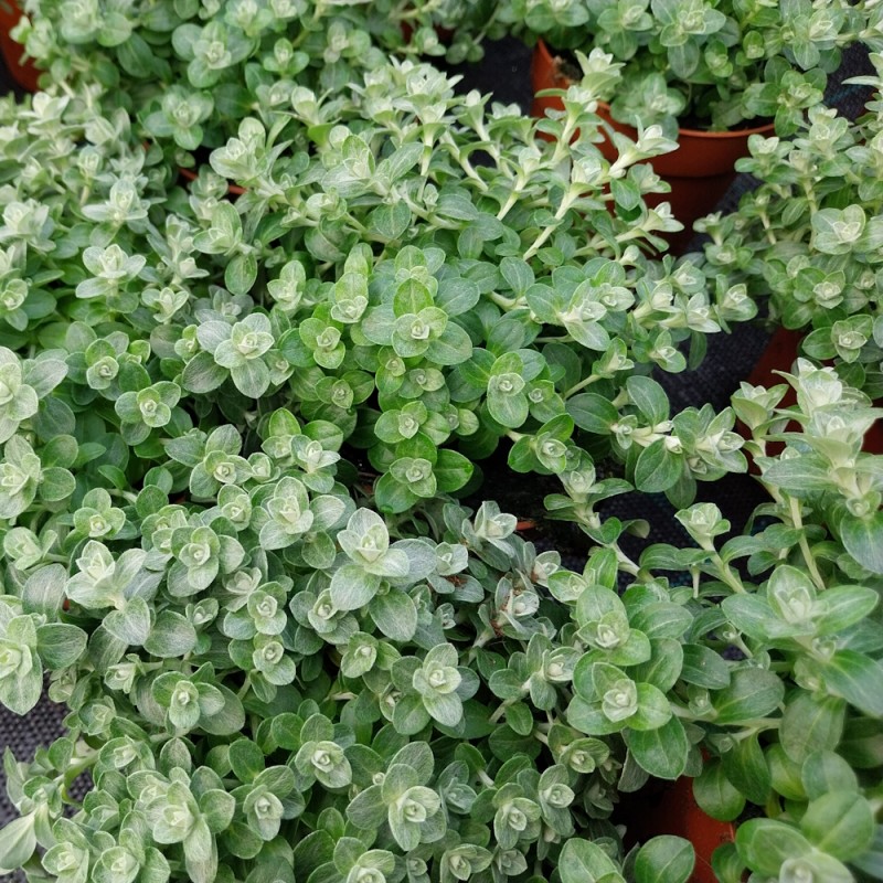 Helichrysum microphyllum