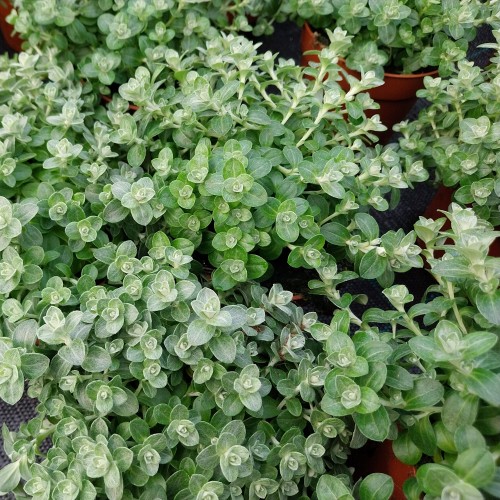 Helichrysum microphyllum