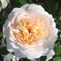 Rose Emanuel - Engelsk Rose