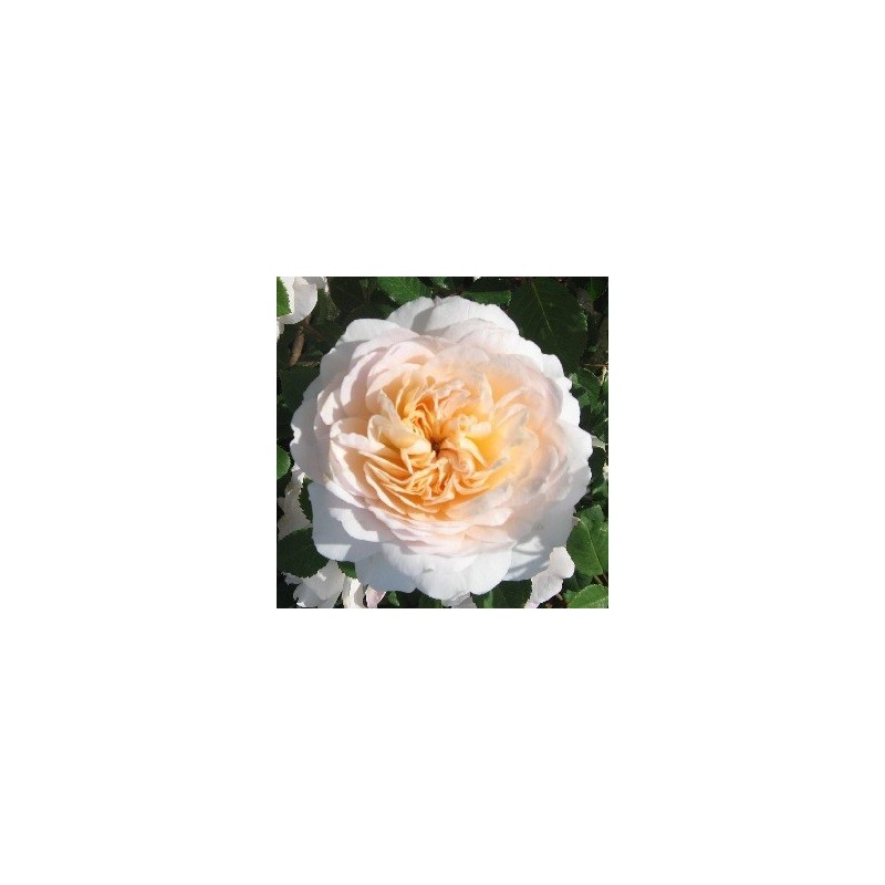 Rose Emanuel - Engelsk Rose