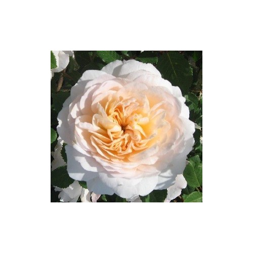 Rose Emanuel - Engelsk Rose