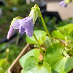 Pinseviol Dark Freckles - Viola sororia Dark Freckles