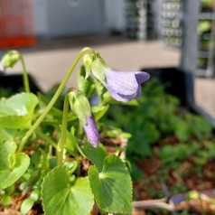 Pinseviol Dark Freckles - Viola sororia Dark Freckles