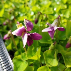 Pinseviol Rubra - Viola sororia Rubra