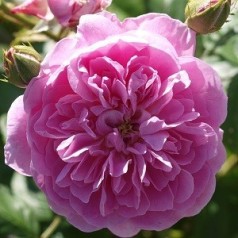 Rose Hyde Hall - Engelsk slyngrose