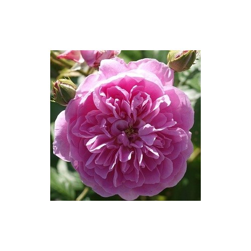 Rose Hyde Hall - Engelsk slyngrose