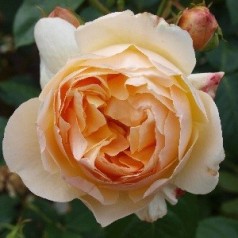 Rose Jude the Obscure - Engelsk Rose