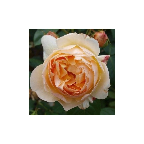 Rose Jude the Obscure - Engelsk Rose