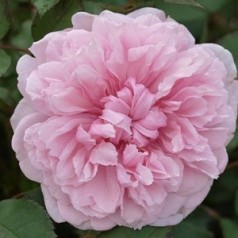 Rose Sister Elizabeth - Engelsk rose