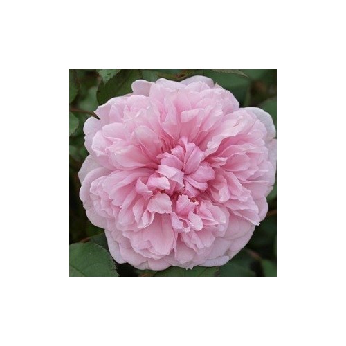 Rose Sister Elizabeth - Engelsk rose