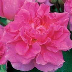 Rose Trevor Griffiths - Engelsk Rose