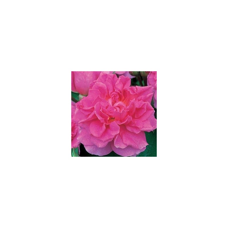 Rose Trevor Griffiths - Engelsk Rose