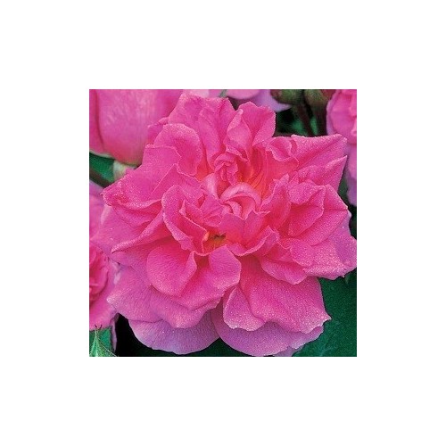 Rose Trevor Griffiths - Engelsk Rose