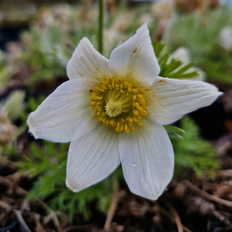 Kobjælde Alba - Pulsatilla vulgaris Alba