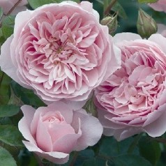 Rose Wisley 2008 - Engelsk Rose