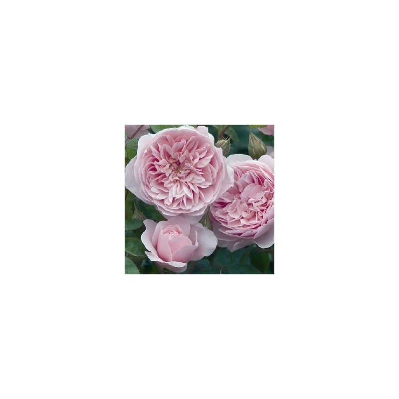 Rose Wisley 2008 - Engelsk Rose