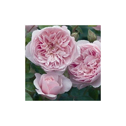 Rose Wisley 2008 - Engelsk Rose