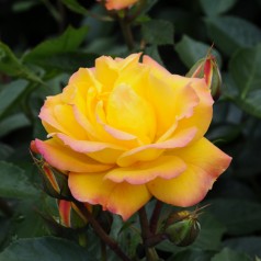 Rose Goldmarie 82 - Buketrose