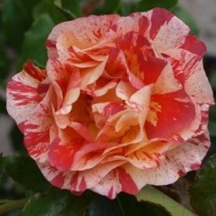 Rose Alfred Sisley - Storblomstret Delbard Rose