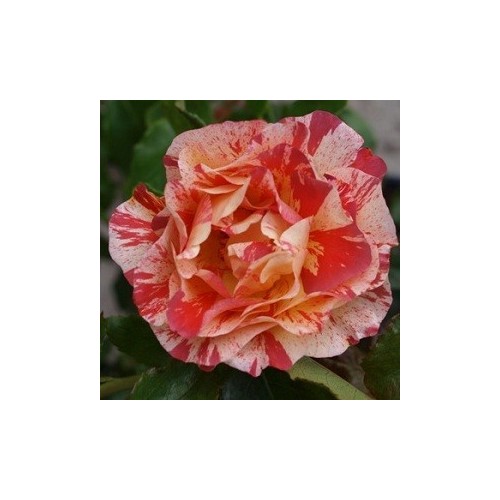 Rose Alfred Sisley - Storblomstret Delbard Rose