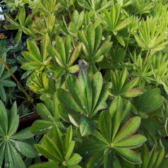 Lupin King Canute - West Country - Lupinus polyphyllus King Canute