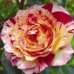 Rose Camille Pissaro - Storblomstret Delbard Rose