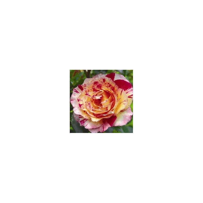 Rose Camille Pissaro - Storblomstret Delbard Rose