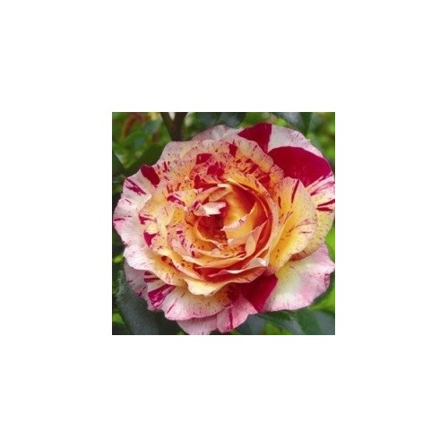 Rose Camille Pissaro - Storblomstret Delbard Rose